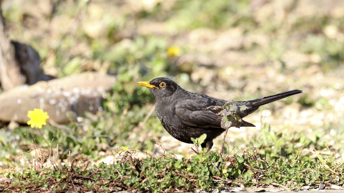 Eurasian Blackbird - Francisco Barroqueiro