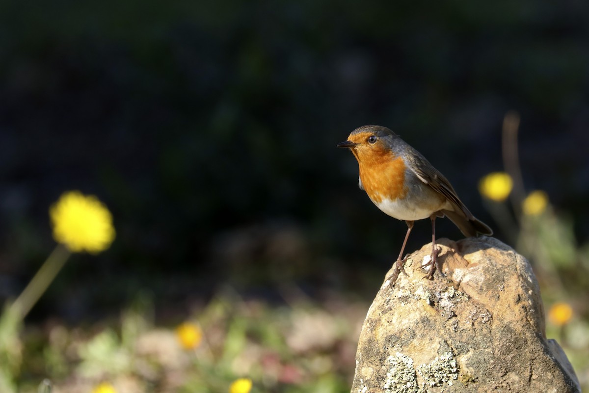 European Robin - Francisco Barroqueiro