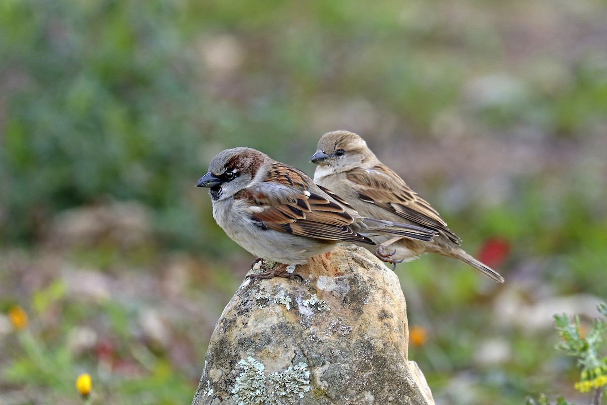 House Sparrow - ML539030811