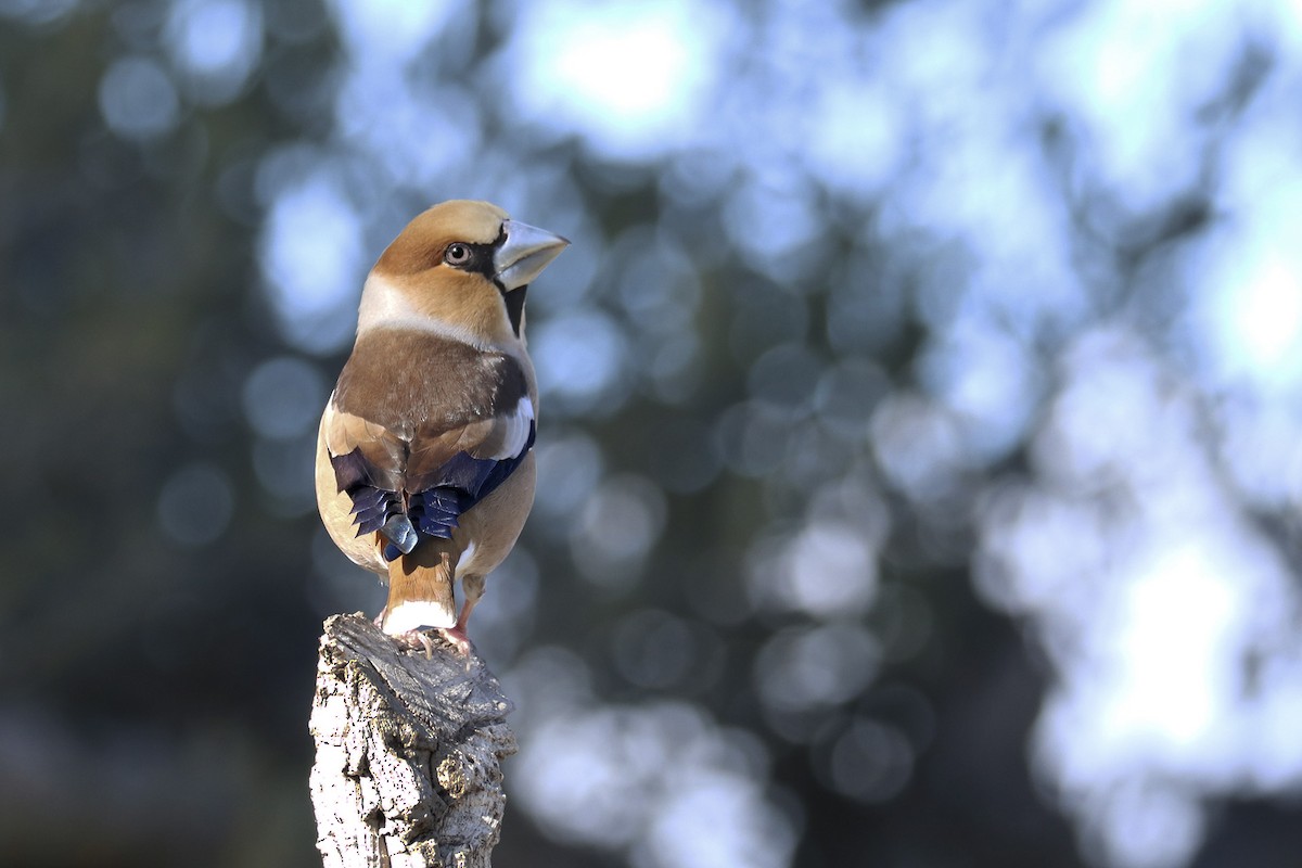 Hawfinch - ML539030921