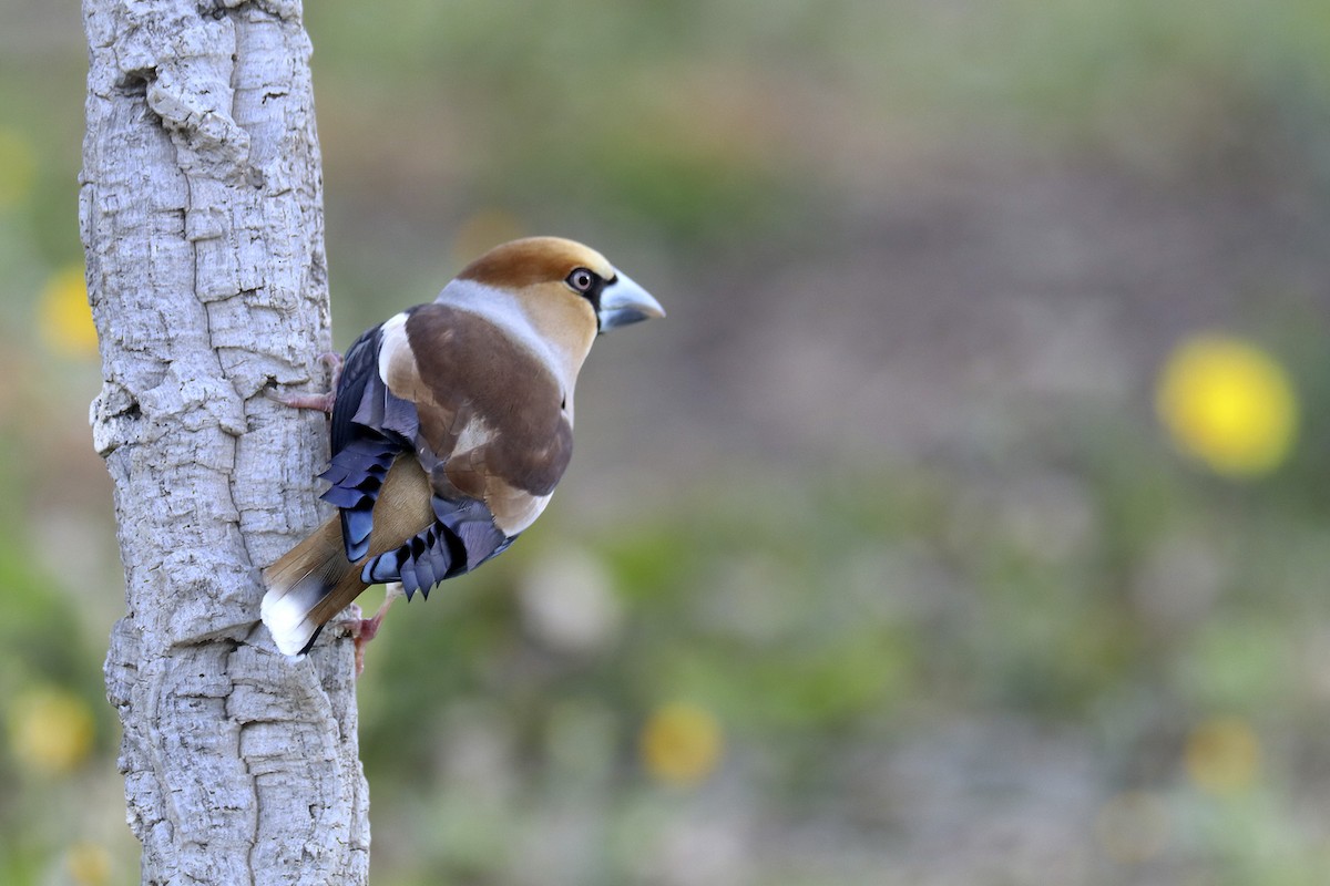 Hawfinch - ML539030931