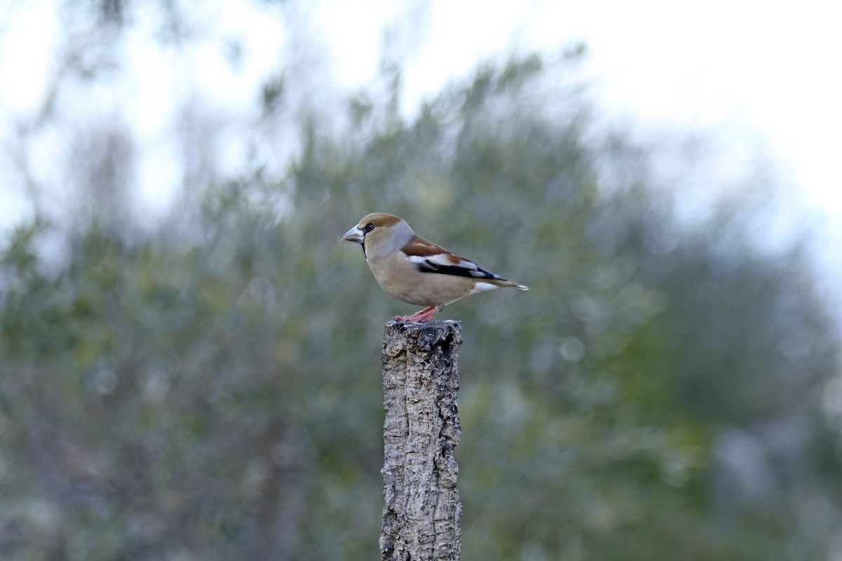 Hawfinch - ML539030971