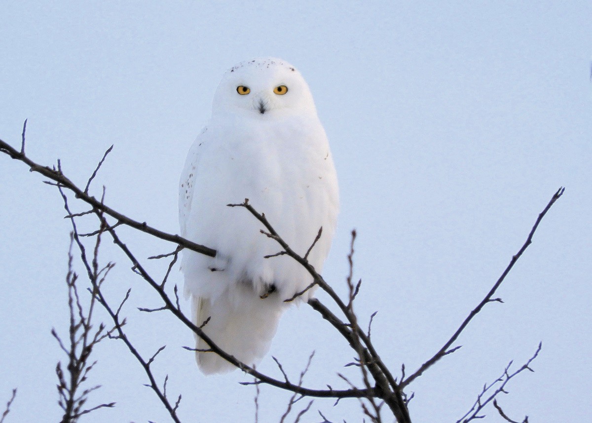 Snowy Owl - ann carter