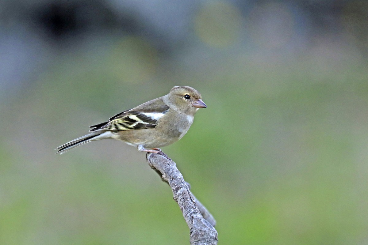 Common Chaffinch - Francisco Barroqueiro