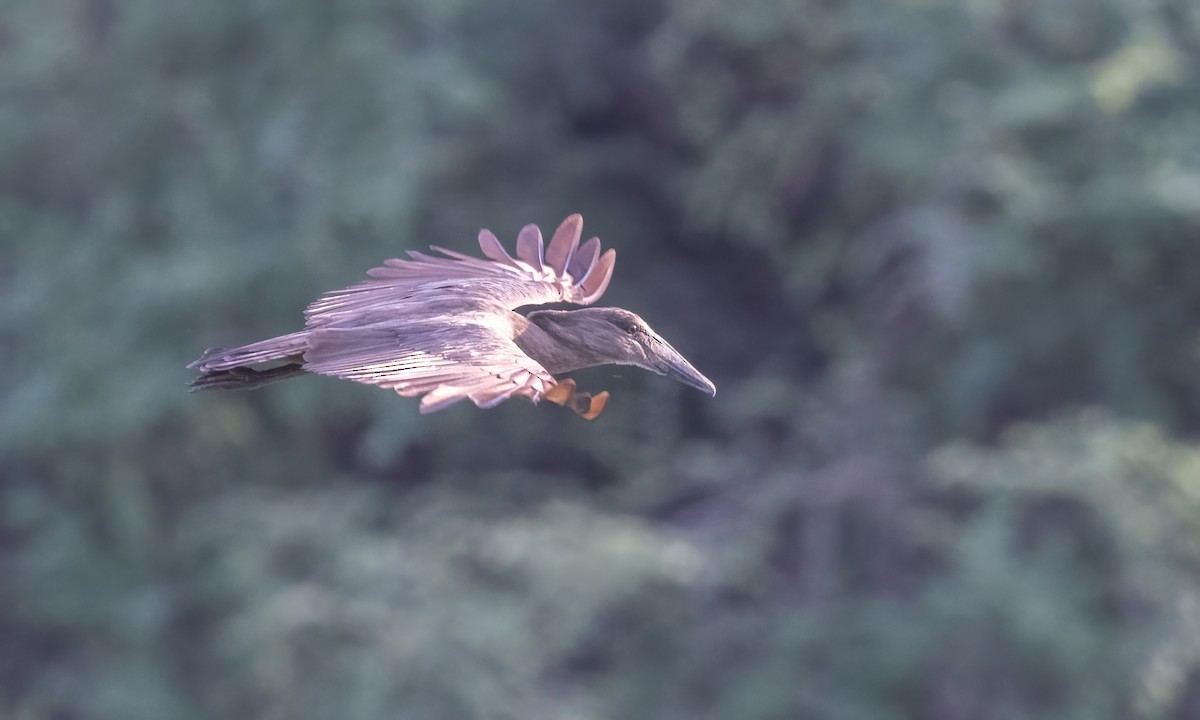 Hamerkop - ML539031761