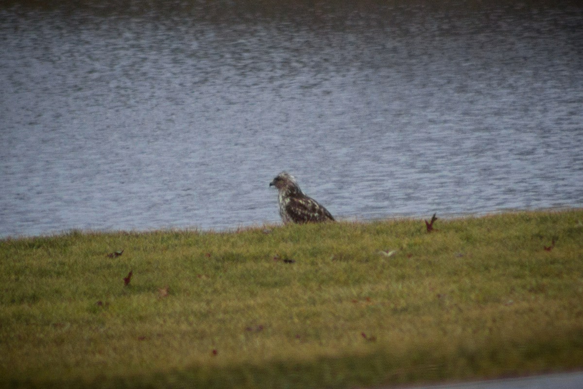 Red-shouldered Hawk - ML539032021