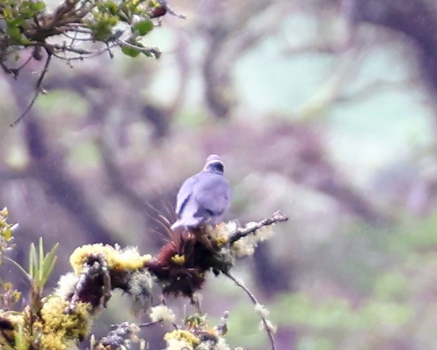 Band-tailed Pigeon - ML539032041