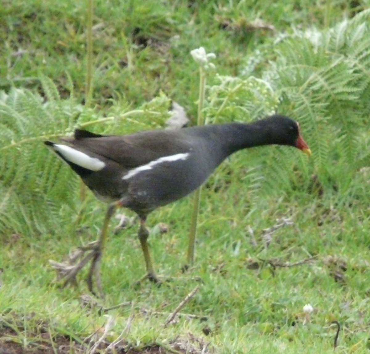 Eurasian Moorhen - ML539033031