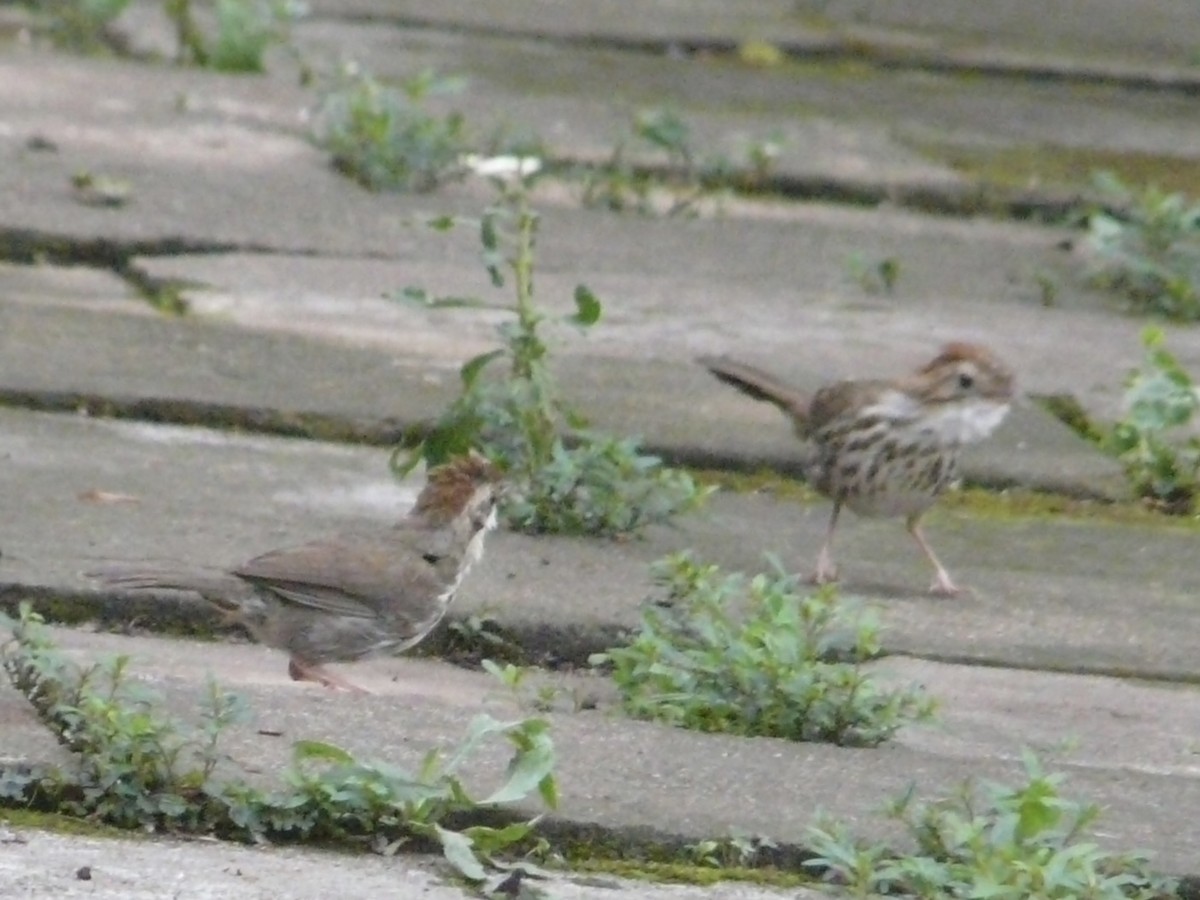 Puff-throated Babbler - ML539033051