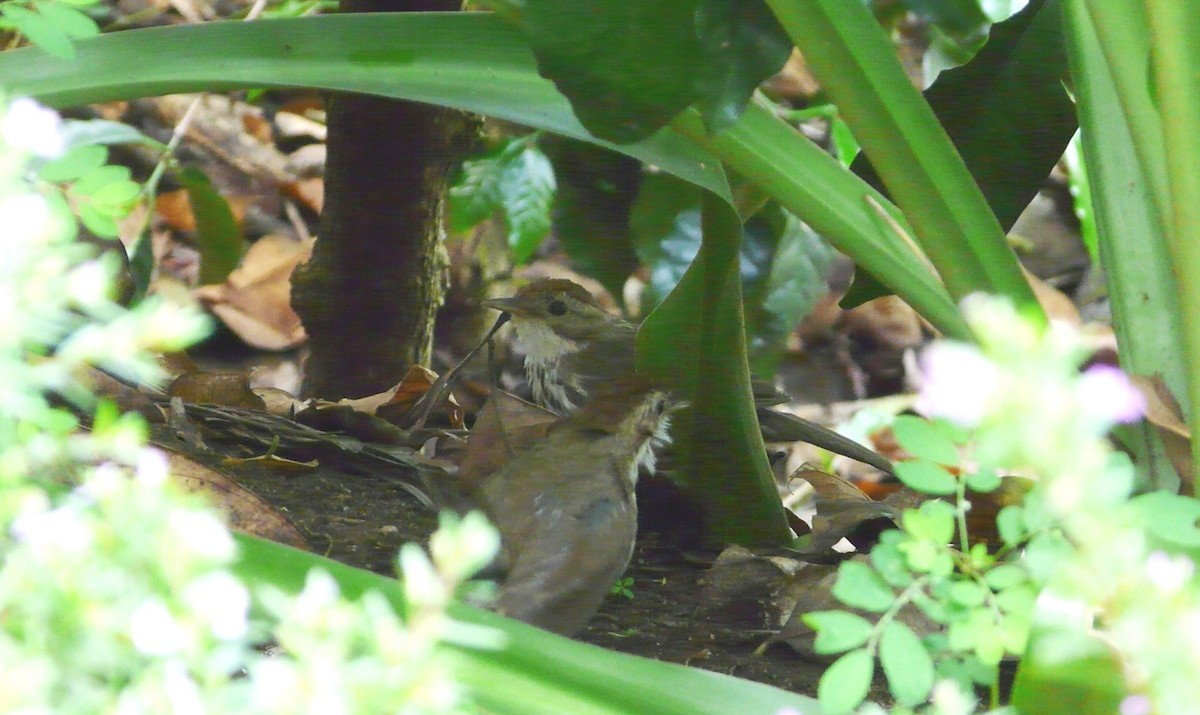 Puff-throated Babbler - ML539033061