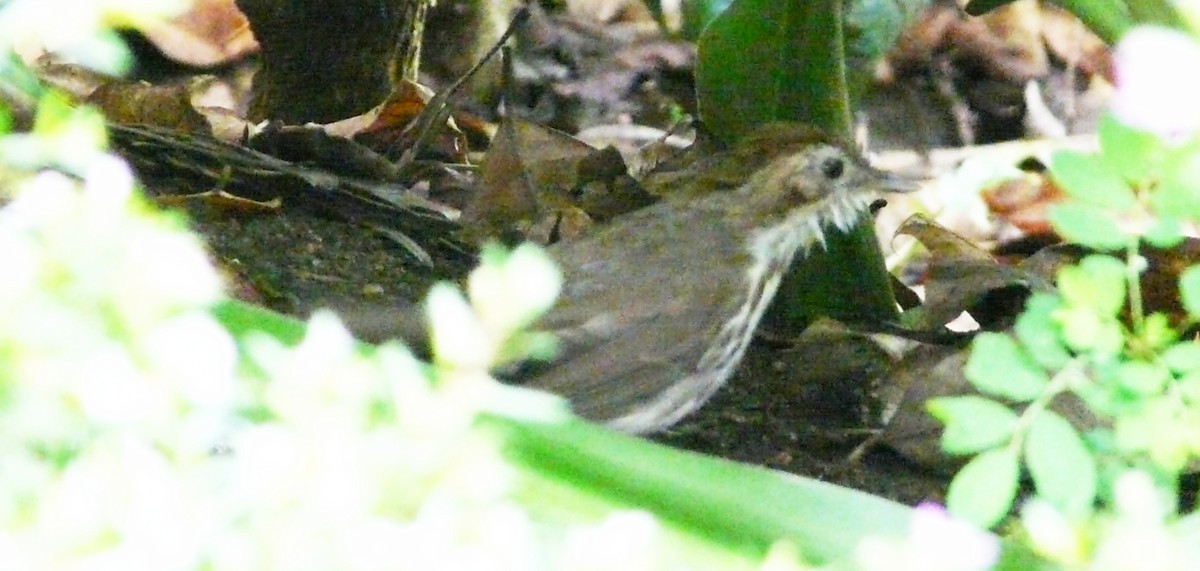 Puff-throated Babbler - ML539033071