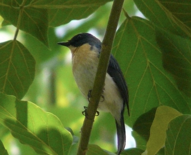 Tickell's Blue Flycatcher - ML539033091