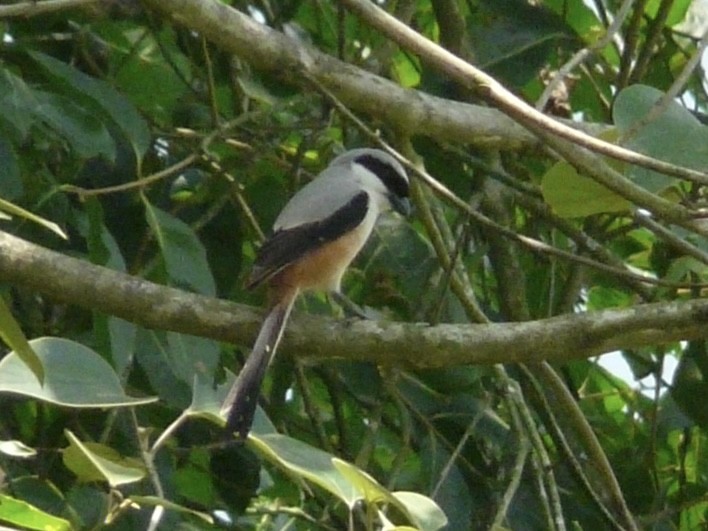 Long-tailed Shrike - ML539033421