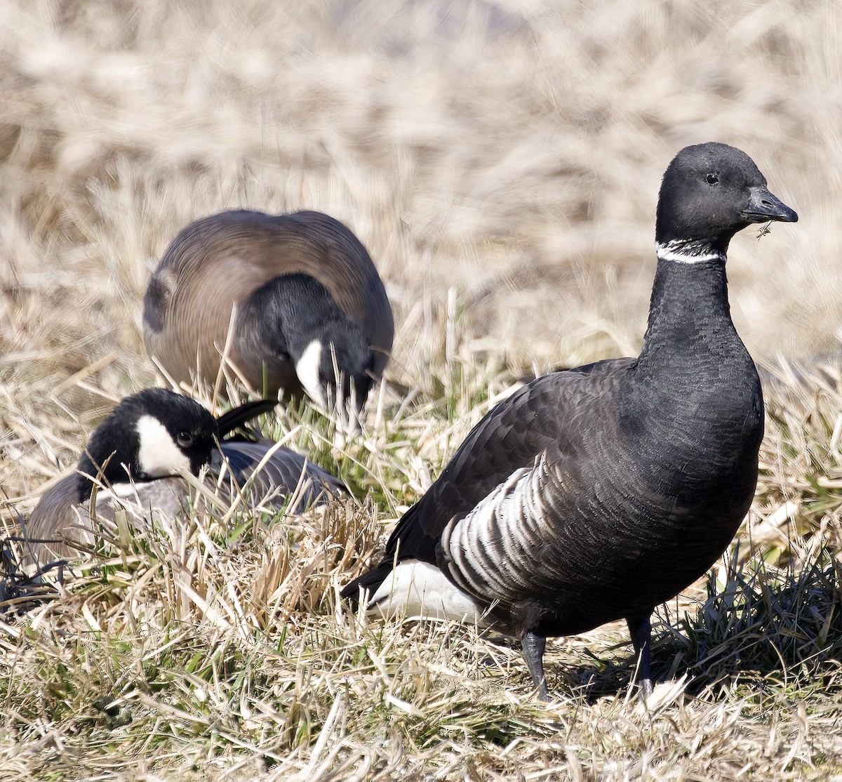 Brant - ML539034111