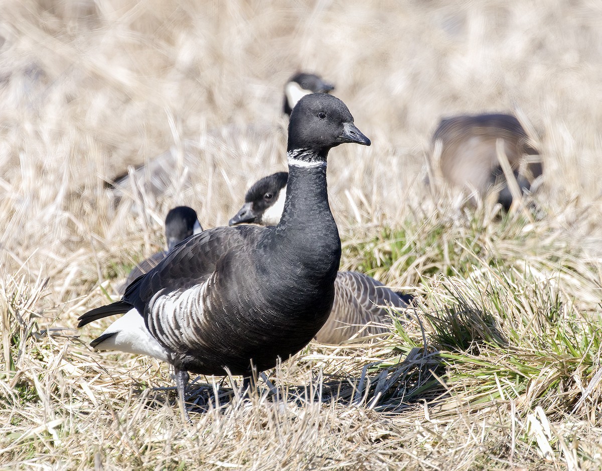 Brant - ML539034131