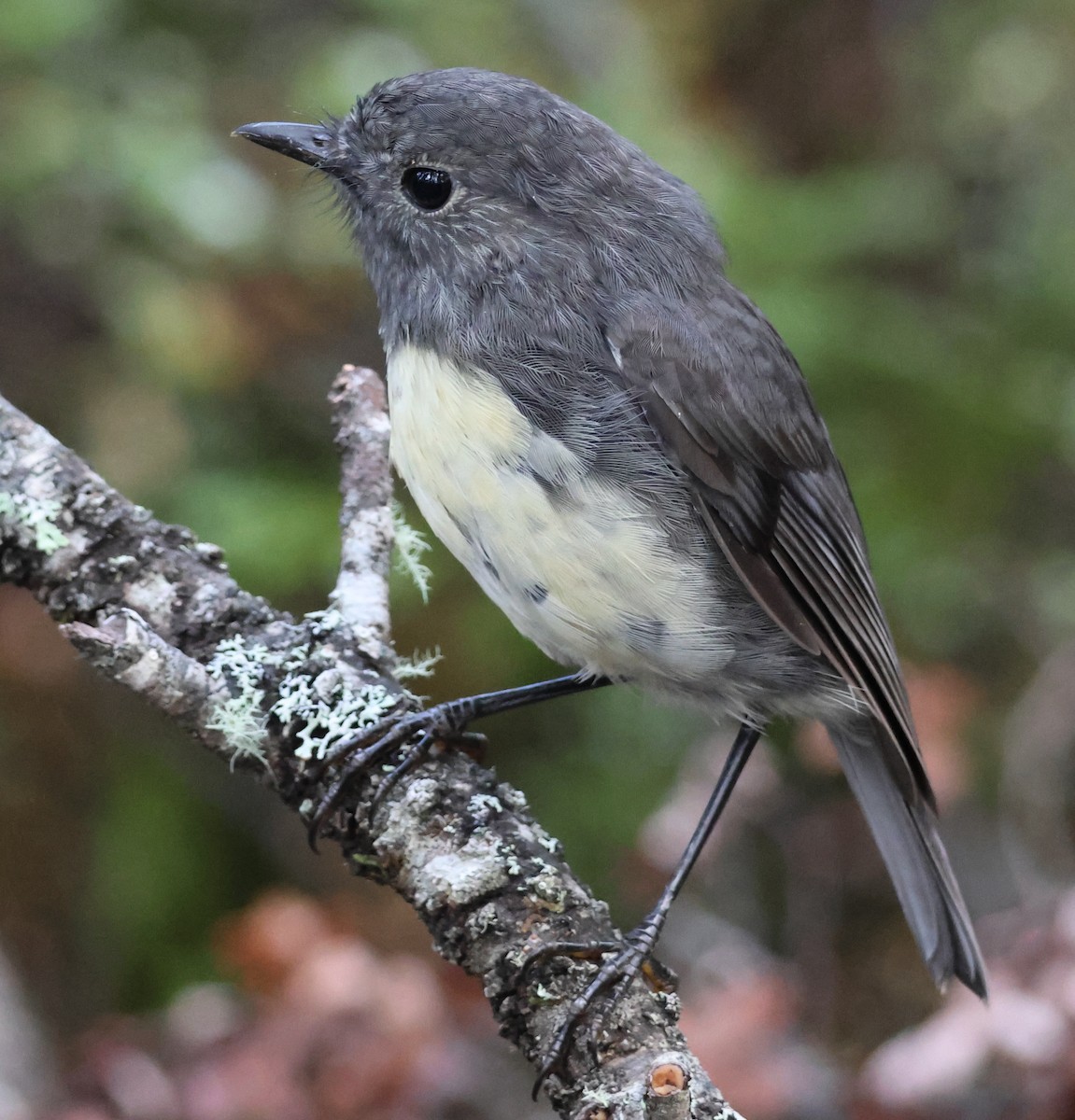 South Island Robin - ML539034411