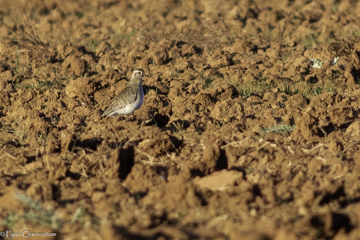 European Golden-Plover - ML539034591