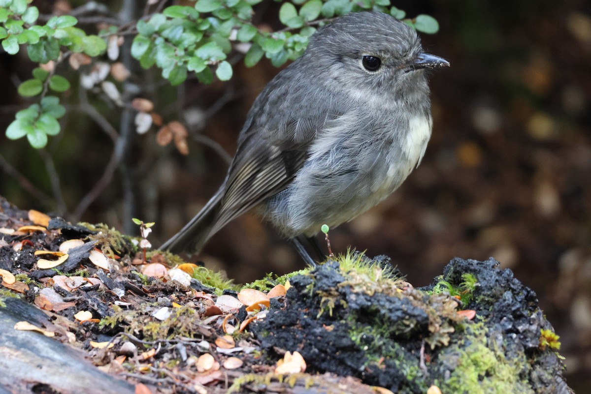 South Island Robin - ML539034681