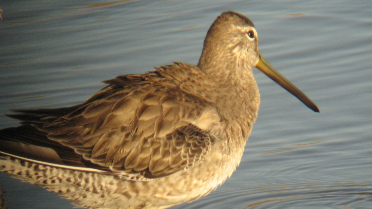 ML539035081 - Long-billed Dowitcher - Macaulay Library