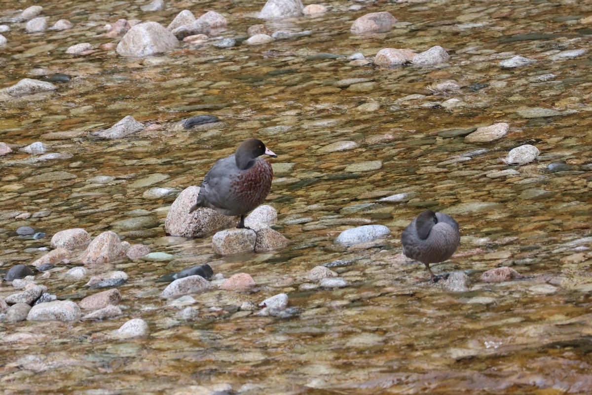 Blue Duck - ML539035861