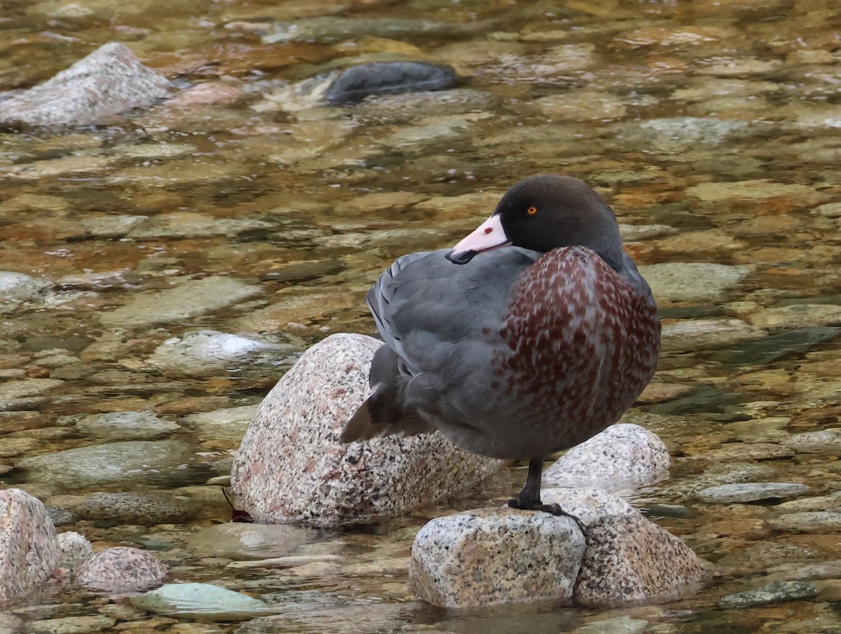 Blue Duck - ML539035871