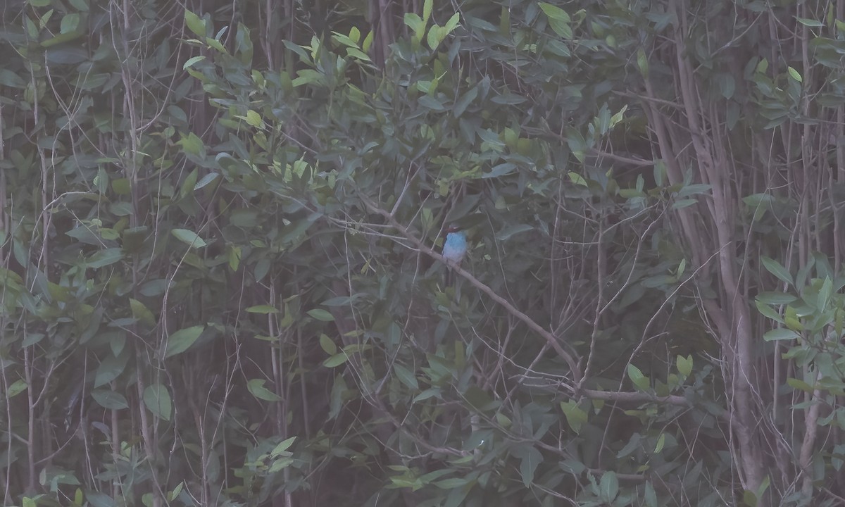 Blue-breasted Kingfisher - ML539036641