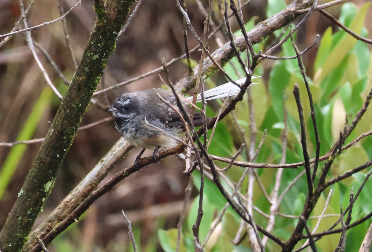 New Zealand Fantail - ML539036901