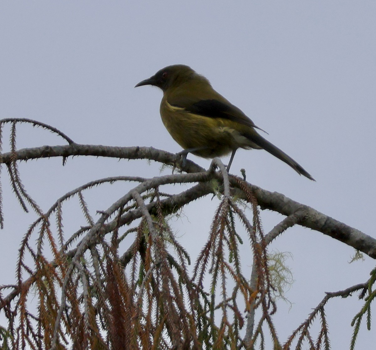 New Zealand Bellbird - ML539036971