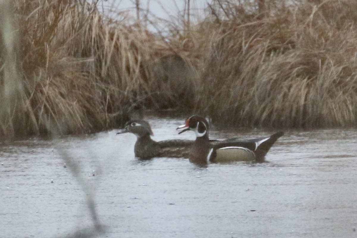 Wood Duck - Andy Sanford