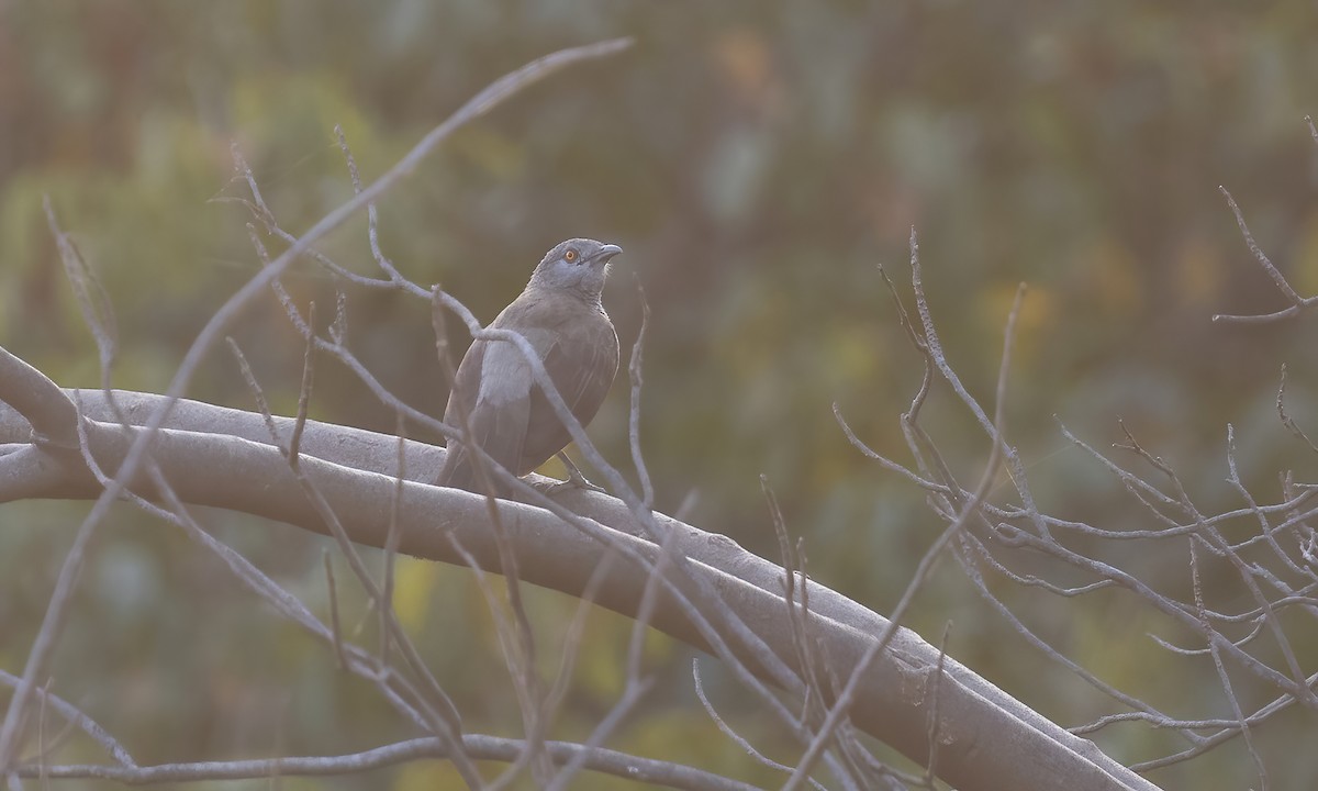 Brown Babbler - ML539038631