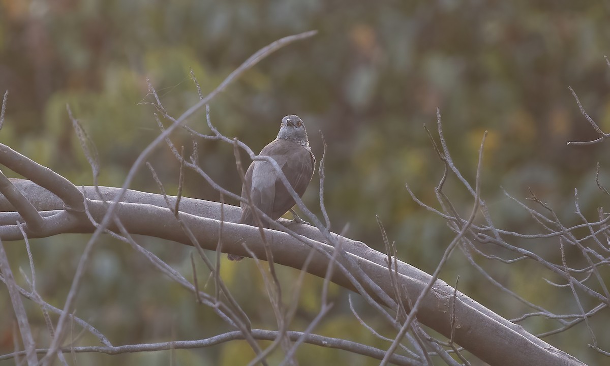 Brown Babbler - ML539038641