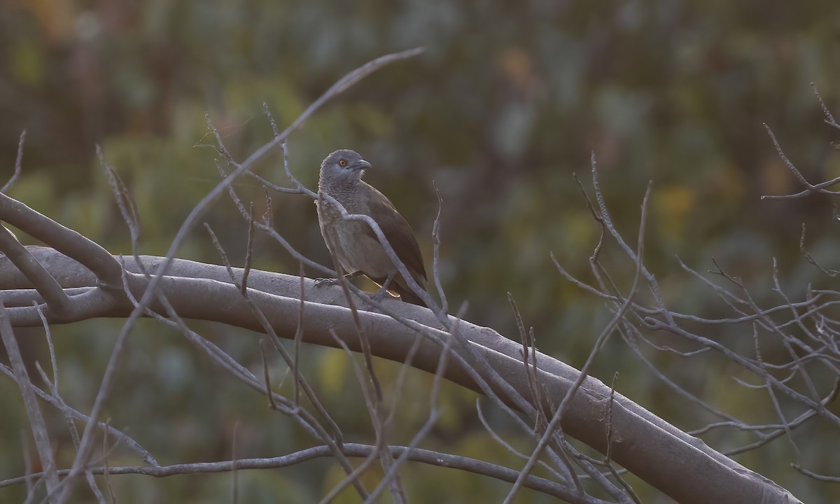 Brown Babbler - Paul Fenwick