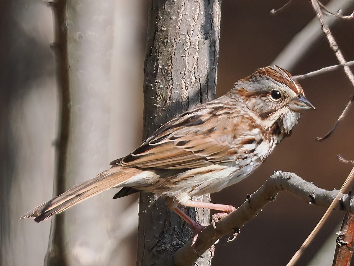 Song Sparrow - ML539039681