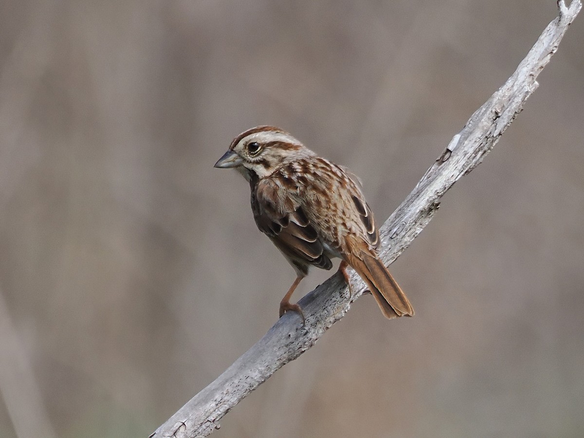 Song Sparrow - ML539039691