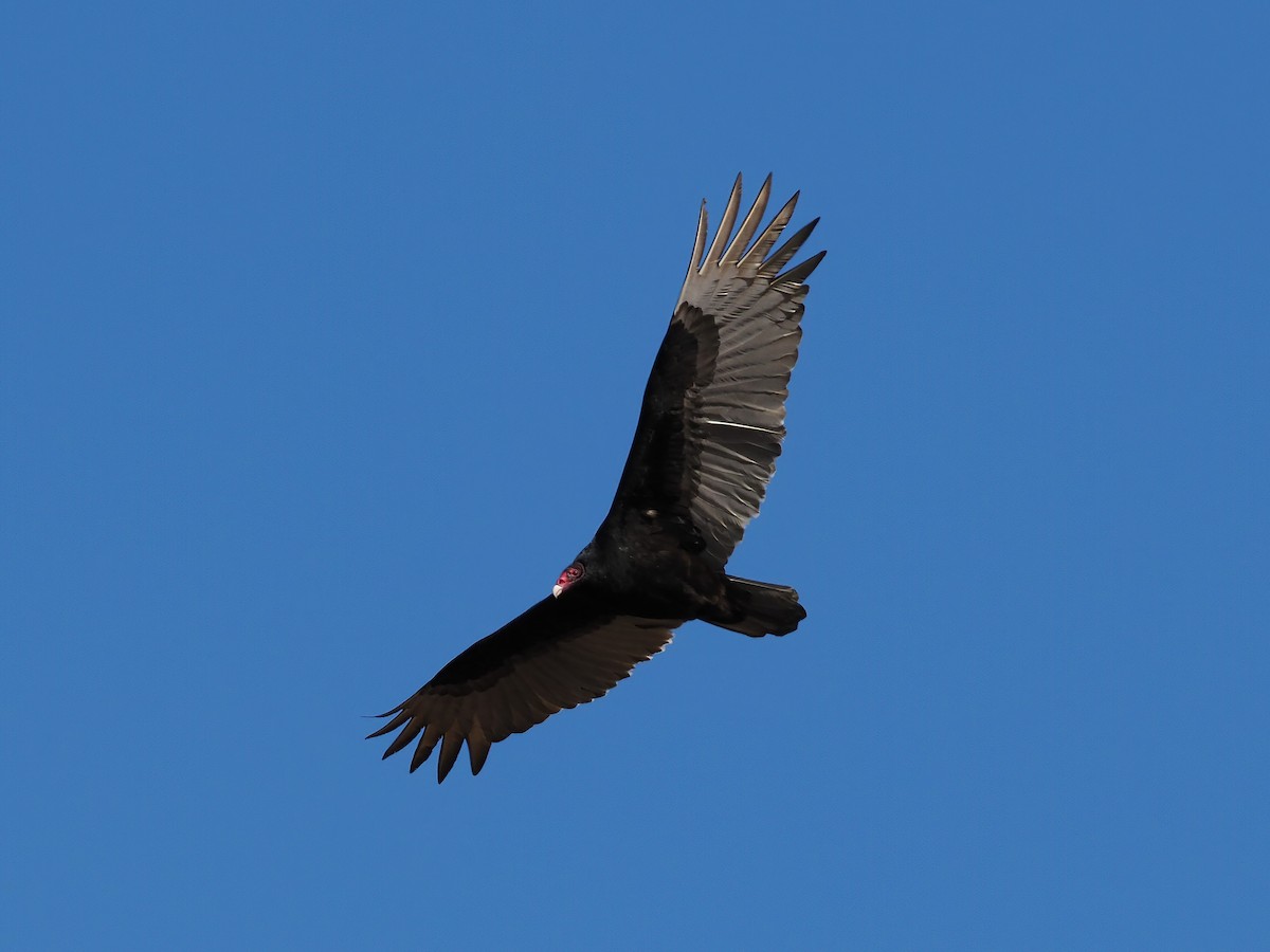 Turkey Vulture - ML539039951