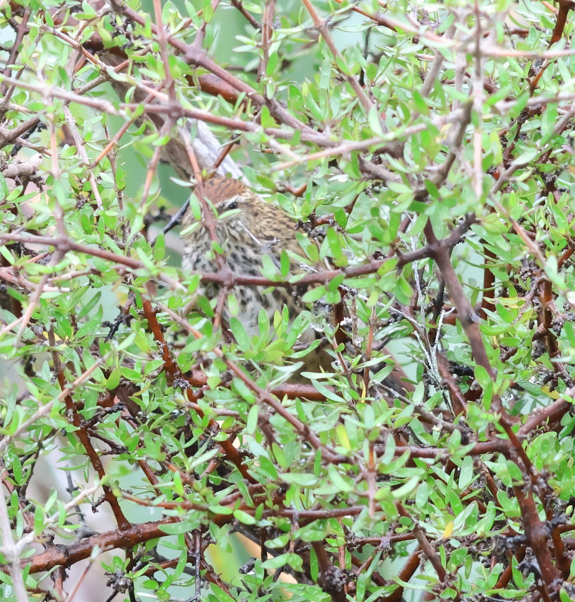 New Zealand Fernbird - ML539040721