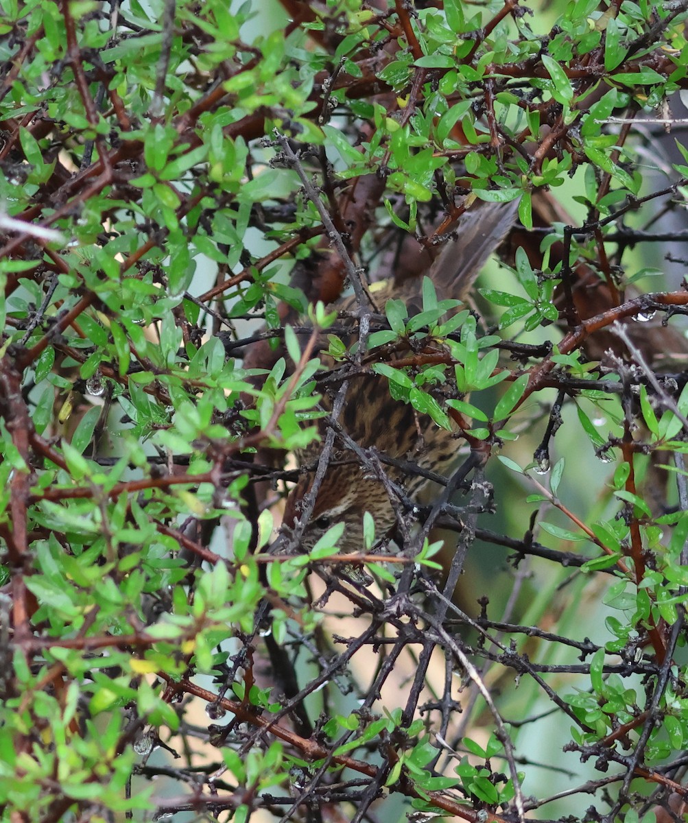 New Zealand Fernbird - ML539040731
