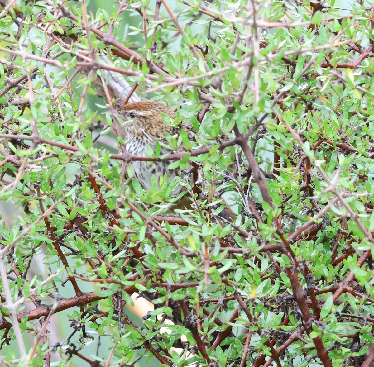 New Zealand Fernbird - ML539040741