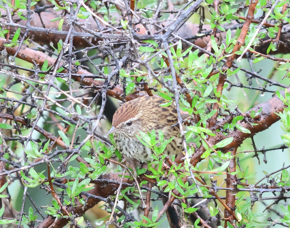 New Zealand Fernbird - ML539040751