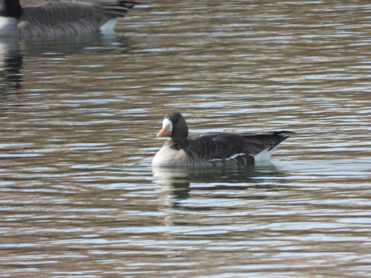 Greater White-fronted Goose - ML539041611