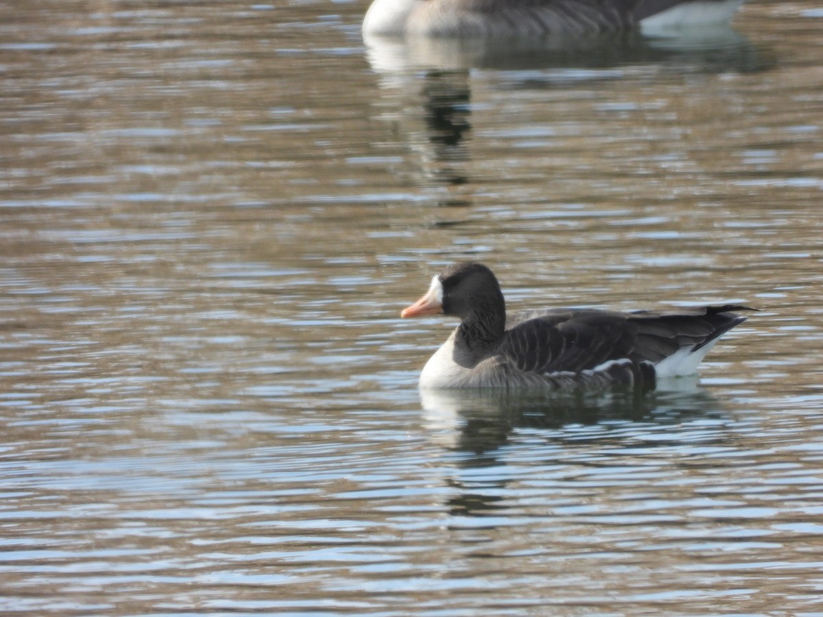 Greater White-fronted Goose - ML539041621