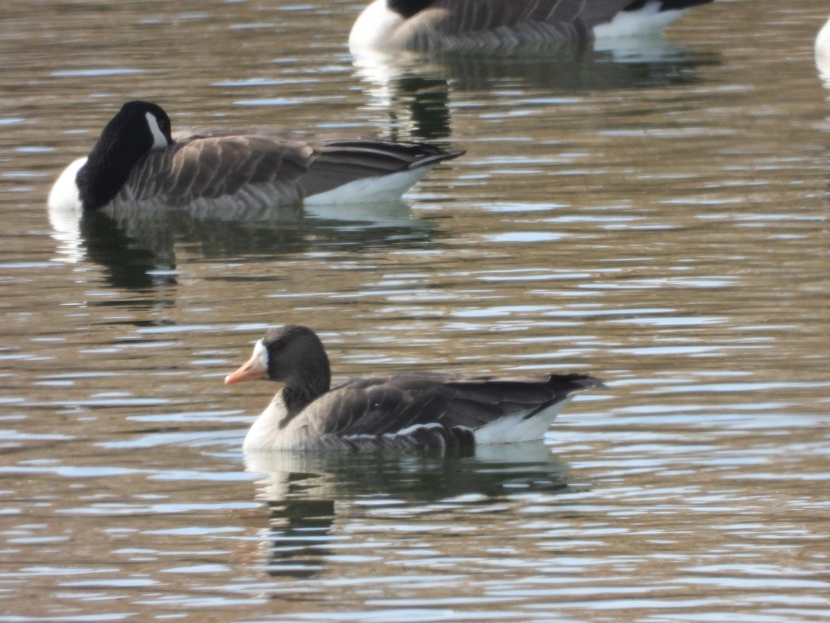 Greater White-fronted Goose - ML539041651