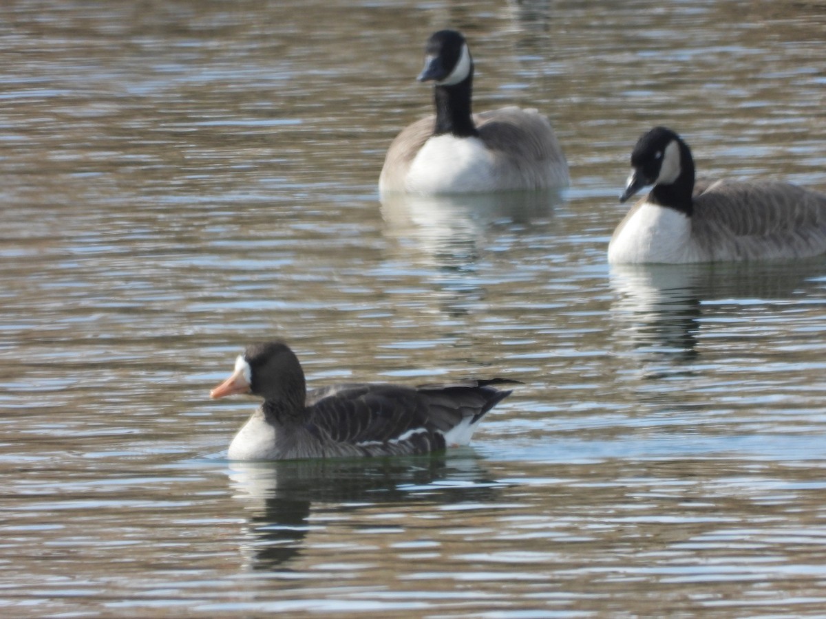 Greater White-fronted Goose - ML539041671