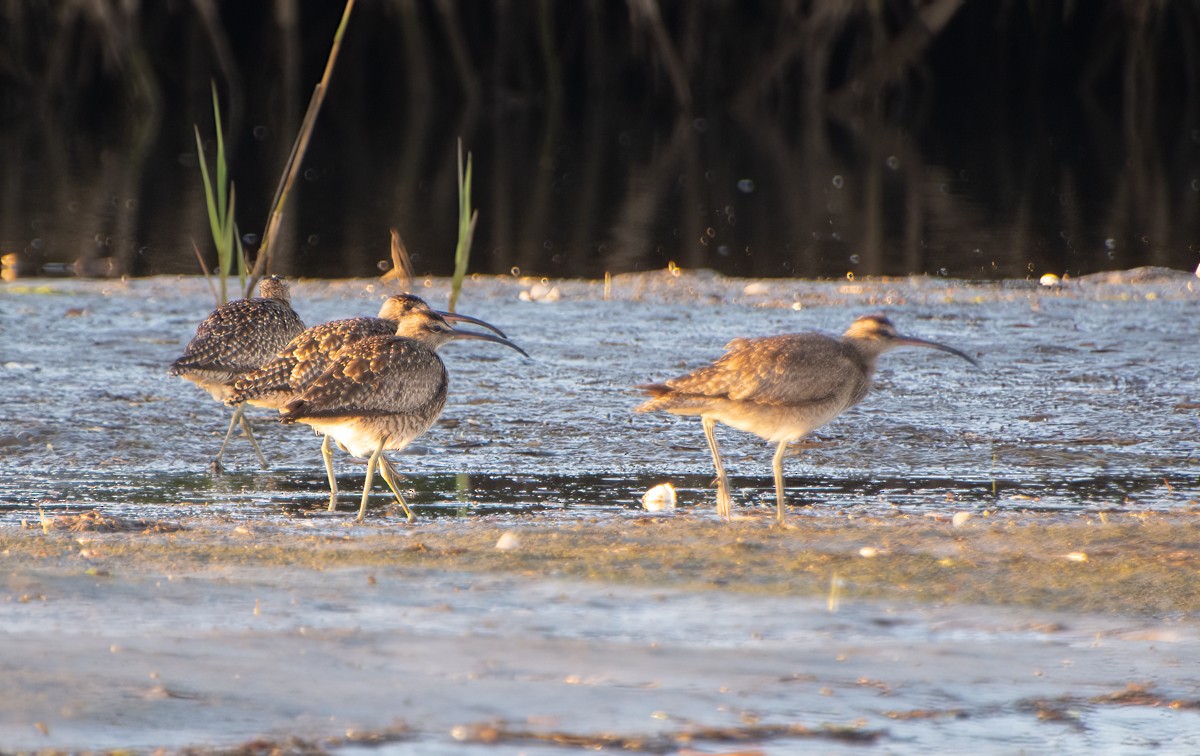 Whimbrel - ML539041771