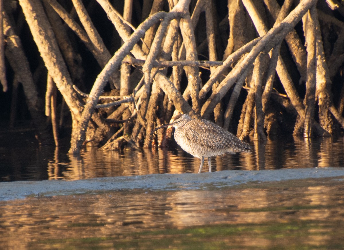 Whimbrel - ML539041821