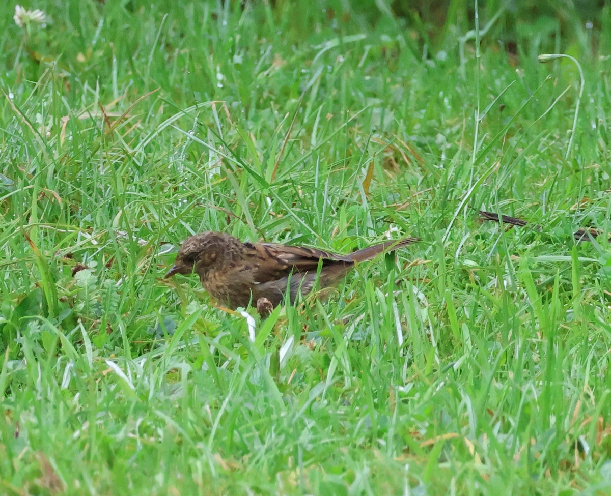 Dunnock - Murray DELAHOY