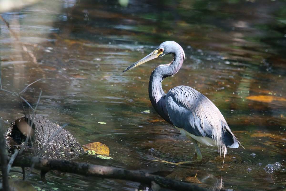 Tricolored Heron - ML539043361