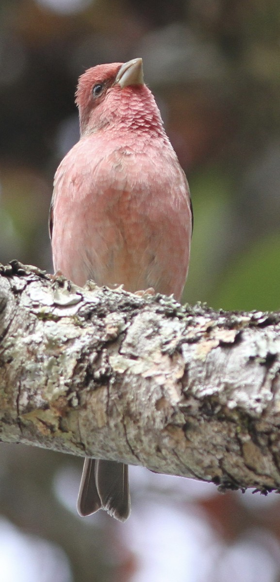 Common Rosefinch - ML539044191