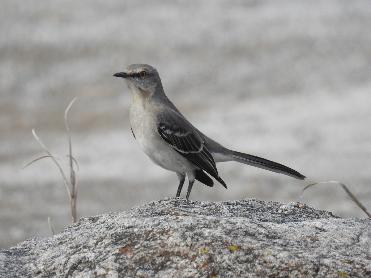 Northern Mockingbird - ML53904441