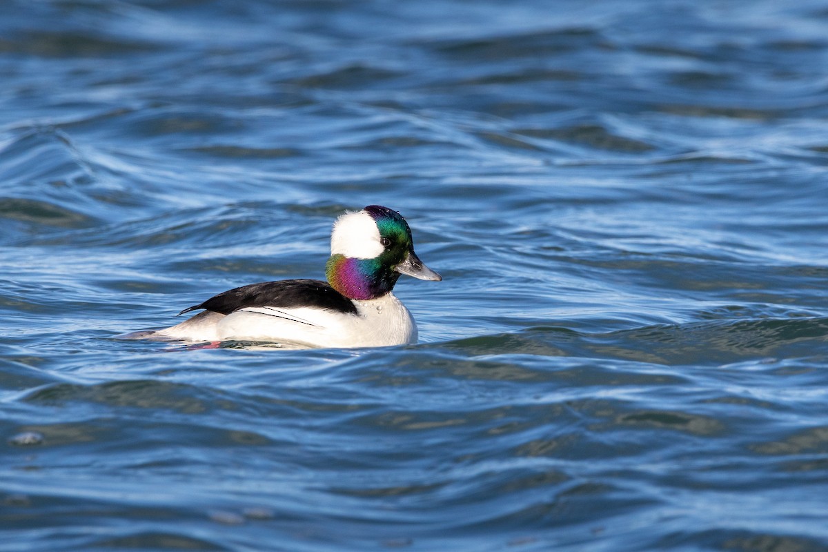 Bufflehead - ML539045601